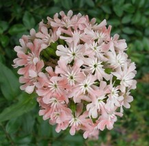 30 Lychnis Heirloom Angels Blush / Perennial / Deer Resistant / Easy To Grow - £9.09 GBP