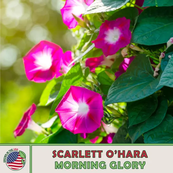 50 Scarlett O Hara Morning Glory Ipomea Nil Aas Gold Medal Winer0 Fresh Seeds - £10.50 GBP