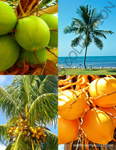 YELLOW &amp; GREEN COCONUT PACK @ cocos nucifera exotic palm tree seed 2 live seeds - £27.40 GBP