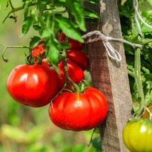 Rare Qingdao Tomato Seeds (5 Pack) - Heirloom Vegetable Garden, Grow Your Own Or - $7.00