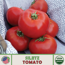 10 Siletz Tomato Seeds Organic Openpollinated Fresh Seeds - £6.98 GBP