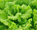 Black Seeded Simpson Lettuce Seeds 500 Leaf Lettuce Garden Salad Fast Sh... - $8.99