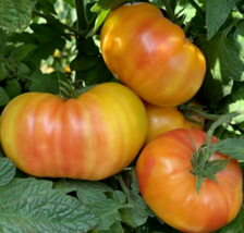 Hillbilly Tomato Seeds Beefsteak Indeterminate Garden Vegetable 50+ Seeds - £8.07 GBP