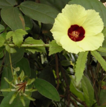 10 Pc Seeds Hibiscus Surattensis Flower, Hibiscus Seeds for Planting | RK - $25.20