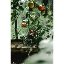 All Natural Georgia Grown Celebrity Hybrid Tomato Starter Plant Pack - $9.95
