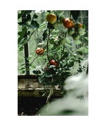 All Natural Georgia Grown Celebrity Hybrid Tomato Starter Plant Pack - £7.88 GBP