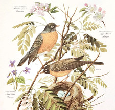 1957 American Robin Eggs Nest Arthur Singer Bird Color Plate Print Art DWJJ3 - $49.99