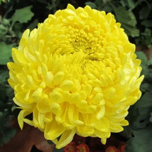 Exotic Double YELLOW PEONY ASTER Peony Callistephus Flower 20 Authentic Seeds - $5.78