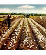 Potato Digging In Maine Postcard Agriculture Farming c1930s DWS5B - $27.86 CAD