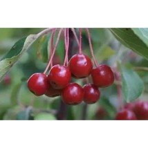 25+ Siberian Crab Crabapple Seeds | Cold-Hardy Ornamental &amp; Fruit Tree - $16.50
