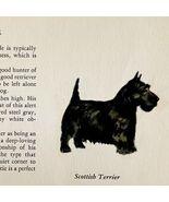 Scottish Terrier 1939 Scottie Dog Breed Art Ole Larsen Color Plate Print... - €25,75 EUR