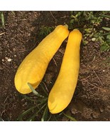 SMX Prolific Straightneck Summer Squash Seeds Non-Gmo 20 Seeds Indoor Ga... - $15.53 CAD
