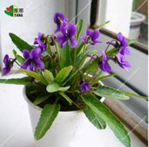 100Seeds Chinese Violet Seeds Herba Violae Flower Seeds Viola Philippica Semente - £7.79 GBP