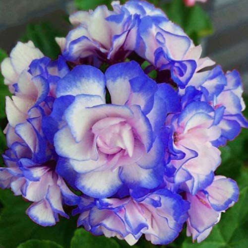 “ 30 Geranium Seeds - Light Water Pink Double Flowers with Purple Edge Ball Type