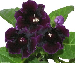 25 Gloxinia Purple Empress Seeds Flower Houseplant - £14.23 GBP