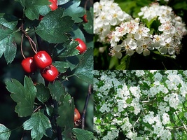 Variety Size Tree Seeds English Hawthorn Crataegus laevigata Edible Hardy Showy - £13.39 GBP+