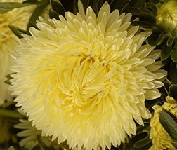 Aster (Callistephus Tall Double Gremlin) Yellow 50 Flower Seeds - £6.24 GBP