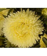Aster (Callistephus Tall Double Gremlin) Yellow 50 Flower Seeds - £6.30 GBP