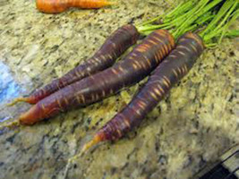Carrot, Purple Haze, Hybrid, Organic 20+ Seeds, Unusual Delicious And Sweet - £1.99 GBP