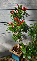 20 seeds Organic Poinsettia Pepper Heirloom Seeds Grow Fast Instant Charm - $13.95