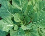 Champion Collard Greens Seeds 300 Healthy Garden Southern Cooking Fast S... - £7.20 GBP