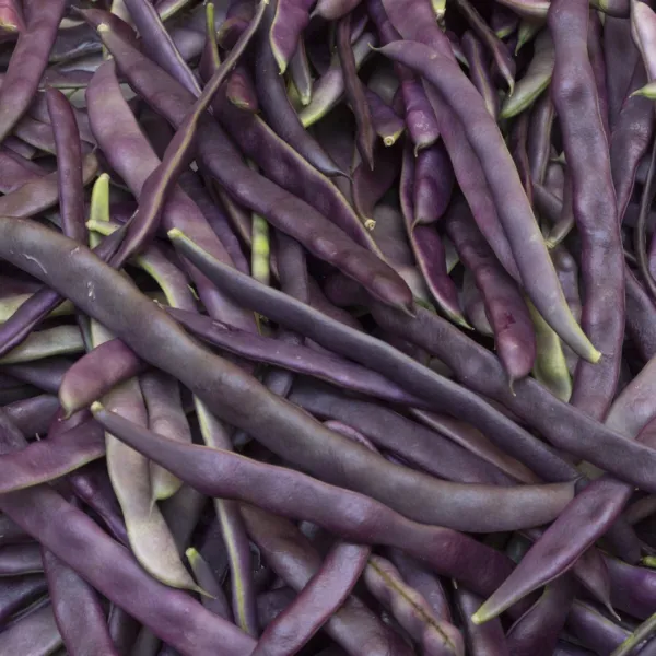 1 Lb Royal Burgundy Green Bush Bean Seeds Farms Mylar Seed Packet Fresh Garden - £18.84 GBP
