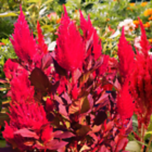 Scarlet Plume Celosia 500 Seeds Red Celosia Argentea Cockscomb Flower Seed 2024 - £9.58 GBP