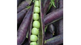 Blue Shelling Pea Seeds, NON-GMO, Blauwschokkers Pea, Purple-Blue Pod, F... - $1.97+