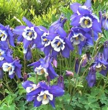Columbine BLUE Perennial Native Blooms Non-GMO 200 Seeds - £7.21 GBP