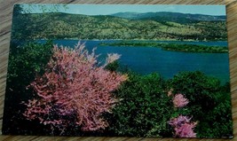 Vintage Color Photo Postcard, Red Buds of Lake County, Clear Lake CA, VG... - $1.97