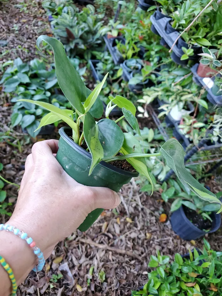 RARE BRAZIL BRASIL PHILODENDRON VINE LIVE PLANT IN 4&quot; POT ~ CLEAN AIR PU... - $39.00