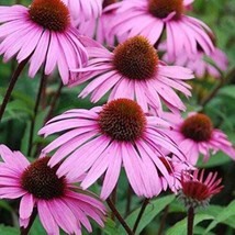 2yr+ Sweet Pow Wow Strong rooted Plant Berry Echinacea Pollen Nectar Perennial - £13.53 GBP