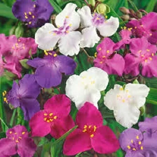 Fresh Tradescantia Spiderwort Flower 50 Pure Seeds Mixed Perennial Garden - £8.77 GBP