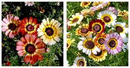 50 Seeds Chrysanthemum Rainbow Single Mix Painted Daisy Flower - £32.75 GBP