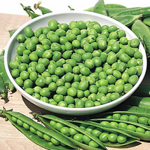 Pea Little Marvel Green Garden Bush 100 Seeds  - £6.52 GBP