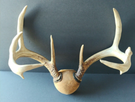 4 x 4 Whitetail Thick Deer Rack Vintage Antlers Mount 2 Drop Points Nice... - £141.99 GBP