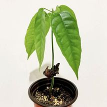 Live Theobroma Cacao (trinitario) Chocolate Live Fruit Tree 12”-24” - $79.98