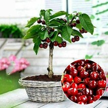 20PCs Cherry Seeds Organic Seeds Fruit Seeds Bonsai Tree High seed in th... - $6.60