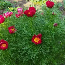 Paeonia Tenuifolia, 10 seeds - $12.19