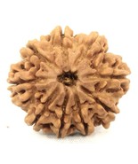 Rare Super collector 9 mukhi rudraksha with 9 seeds - 27.13mm - Nepal -C... - $7,147.87 MXN