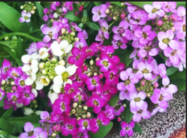  EASTER BONNET ALYSSUM  Bright Purple Flower 100 Seeds - $10.99
