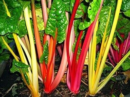 Northern Lights Mix 35 Seeds Swiss Chard Intense Colors Bulk`` - $7.99