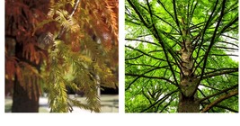 Qt Pot - 2 Bald Cypress Trees - Live Plants - 18-24&quot; Tall - Taxodium distichum - £80.65 GBP