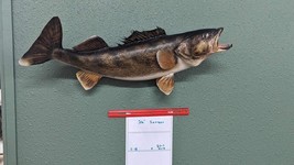 Beautiful Real Skin 26” Large Sauger Taxidermy Wall Mount Art Wildlife - £432.64 GBP