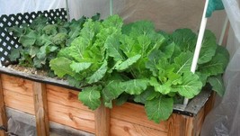 ArfanJaya 500 Southern Georgia Collard Seeds Heirloom For Your Garden - £6.77 GBP