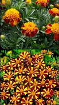 FRESH French Marigold Court Jester &amp; Double Dwarf Tall &amp; Short Mix 200 Seeds - £4.75 GBP