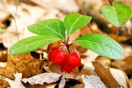 15 American Wintergreen Seeds Gaultheria Procumbens USA Fast Shipping - $15.40