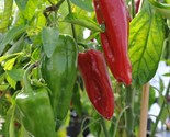 FMG Sweet Marconi Rosso Italian Pepper Sold Fast Growing - $14.08
