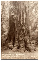Zan M-35 Largest Redwood Muir Woods National Monument California  RPPC Postcard - £11.83 GBP