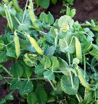 Fresh 25 Little Marvel Pea Seeds Non-Gmo Harvest - $9.50